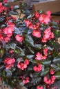 Red begonia flowers grow in a flower bed. Red flowering begonia plants in summer Royalty Free Stock Photo