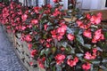 Red begonia flowers grow in a flower bed. Red flowering begonia plants in summer Royalty Free Stock Photo