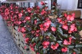 Red begonia flowers grow in a flower bed. Red flowering begonia plants in summer Royalty Free Stock Photo