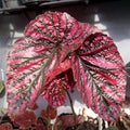 Red begonia leaves Royalty Free Stock Photo