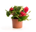 Red Begonia plant in the flowerpot isolated on white Royalty Free Stock Photo