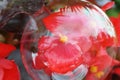 Red begonia's flower inside a soap bubble
