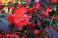 Red begonia Wax begonia, Fibrous Begonia flower