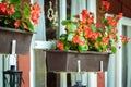 Begonia flowers in window box at summer