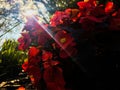 Red begonias in sunny garden