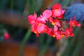 Red begonias in a vase hanging on a wall, detail