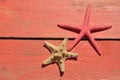 Red and beige sea star Royalty Free Stock Photo