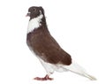 Red Belgian Ringslager pigeon isolated on white Royalty Free Stock Photo