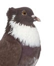 Red Belgian Ringslager pigeon on white Royalty Free Stock Photo