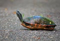 Red-belied Turtle Royalty Free Stock Photo