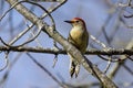 The red-belied woodpecker (Melanerpes carolinus) Royalty Free Stock Photo