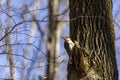 Red belied woodpecker. Natural scene from Wisconsin. Royalty Free Stock Photo