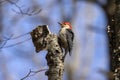 Red belied woodpecker. Natural scene from Wisconsin. Royalty Free Stock Photo