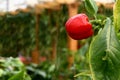 Red Bell Pepper Royalty Free Stock Photo