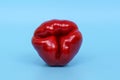 Red bell pepper on a blue background. Metaphor anatomy and shape of the female uterus, ovaries and reproductive