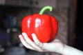 Red bell pepper in the child\'s hand Royalty Free Stock Photo