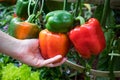 Red bell pepper with hand