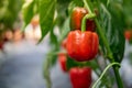Red bell peppers hanging on tree in garden Royalty Free Stock Photo