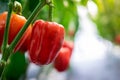 Red bell pepper Hanging on the tree In the organic garden Royalty Free Stock Photo