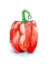 Red bell pepper isolated on white background hand drawn in coloured pencils Royalty Free Stock Photo