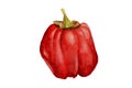 Single small red Bell pepper hand painted on white background Royalty Free Stock Photo