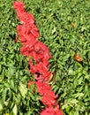 RED BELL PEPPERS IN SACK