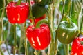 Red bell pepper on tree Royalty Free Stock Photo