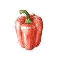 red bell pepper watercolor illustration on white back Royalty Free Stock Photo