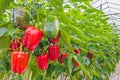 Red bell peppers in a greenhouse