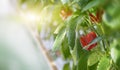 Red bell peppers growing on a plant