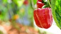 Red bell peppers plant growing in garden Royalty Free Stock Photo