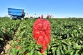 RED BELL PEPPERS IN SACK