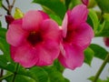 Red bell shrub or allamanda blanchetii (purple or violet)