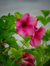 Red bell shrub or allamanda blanchetii (purple or violet)