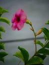 Red bell shrub or allamanda blanchetii (purple or violet)