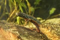 Red-bellied amphibian Danube crested newt, Triturus dobrogicus