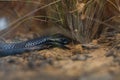 Red-bellied Black Snake