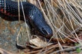 Red-bellied Black Snake - Pseudechis porphyriacus species of elapid snake native to eastern Australia Royalty Free Stock Photo