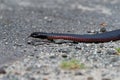 Red-bellied Black Snake - Pseudechis porphyriacus species of elapid snake native to eastern Australia Royalty Free Stock Photo