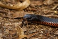 Red-bellied Black Snake - Pseudechis porphyriacus species of elapid snake native to eastern Australia. Black venomous snake with Royalty Free Stock Photo