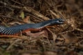 Red-bellied Black Snake - Pseudechis porphyriacus species of elapid snake native to eastern Australia Royalty Free Stock Photo