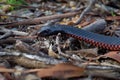 Red-bellied Black Snake - Pseudechis porphyriacus species of elapid snake native to eastern Australia