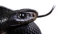 Red bellied black snake Royalty Free Stock Photo