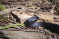 Red bellied black snake, Sydney, NSW, Australia Royalty Free Stock Photo
