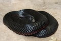 Red-bellied blake snake
