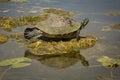 Red-bellied turtle in Florida`s Everglades National Park. Royalty Free Stock Photo