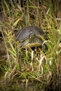 Red-bellied turtle in Florida`s Everglades National Park. Royalty Free Stock Photo