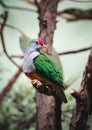 Red-bellied fruit dove, Ptilinopus greyi, bird in the family Columbidae.