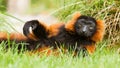 Red-bellied Lemur (Eulemur rubriventer) Royalty Free Stock Photo