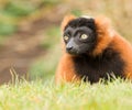 Red-bellied Lemur (Eulemur rubriventer) Royalty Free Stock Photo